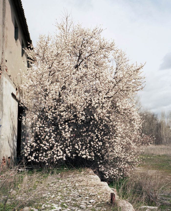 Almond blossom, 2017