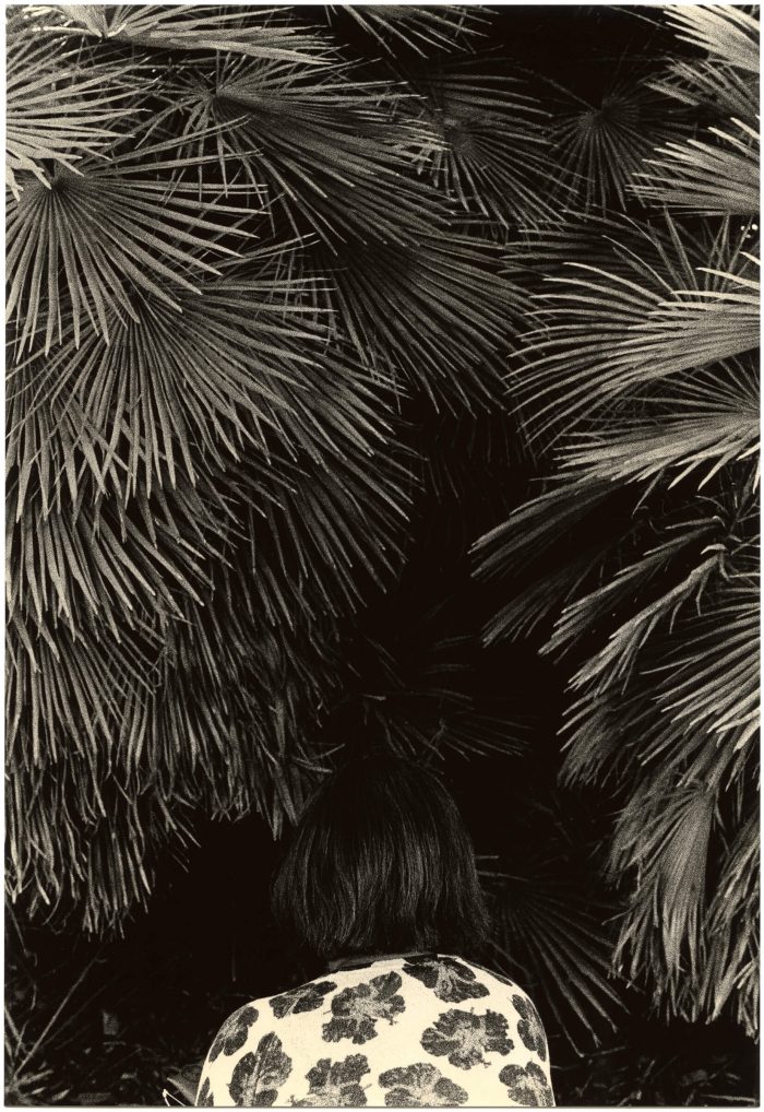 Mikael Siirilä – 501 – Untitled (Foliage)