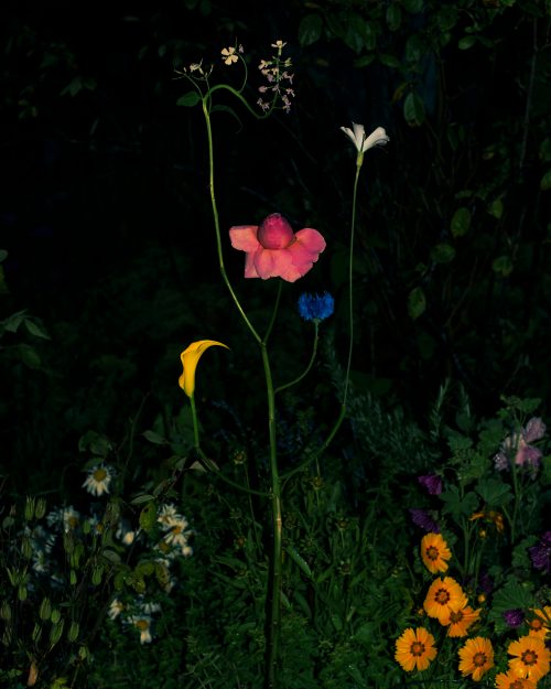 Jennifer Latour: Wild Flower no.9