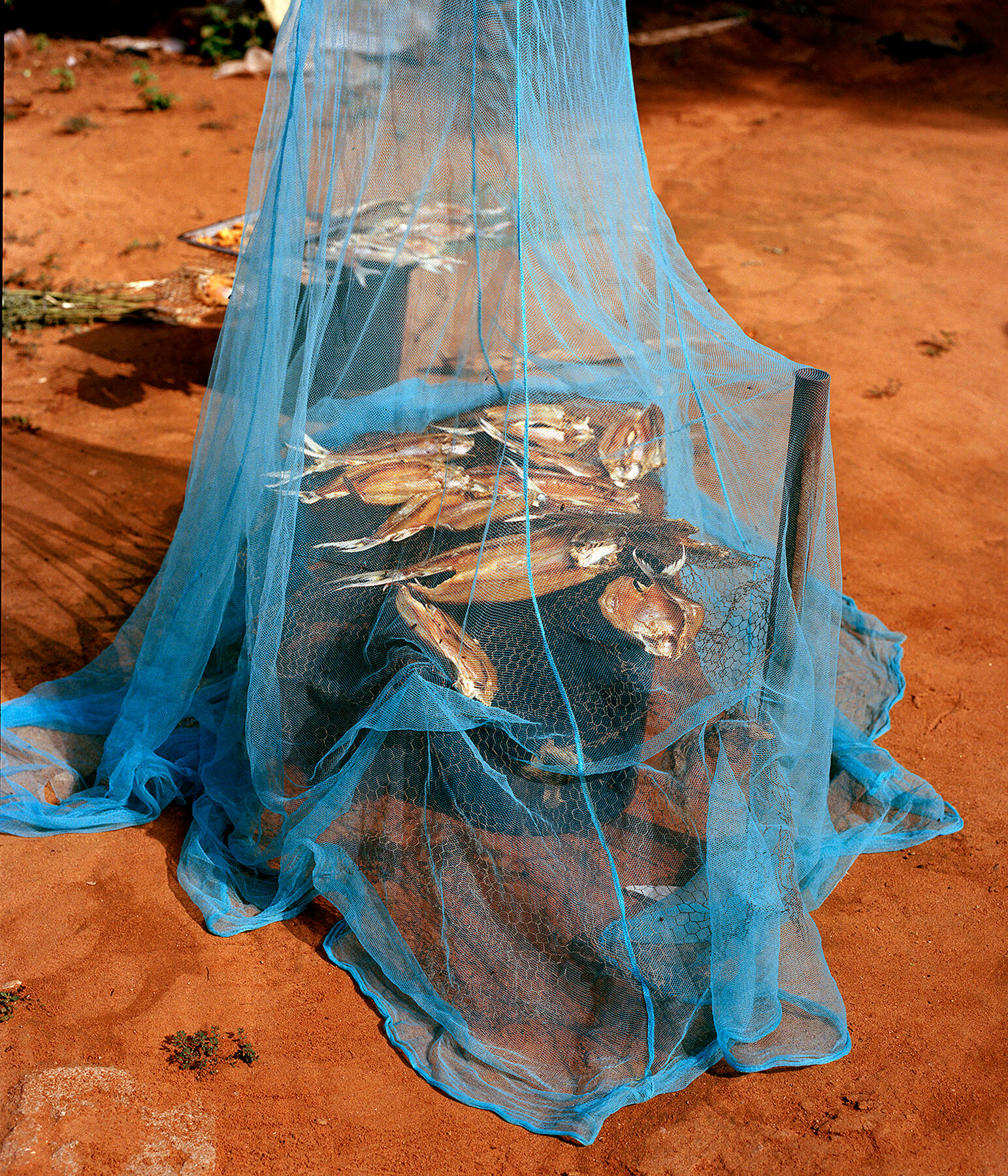 Drying Maramba, 2020