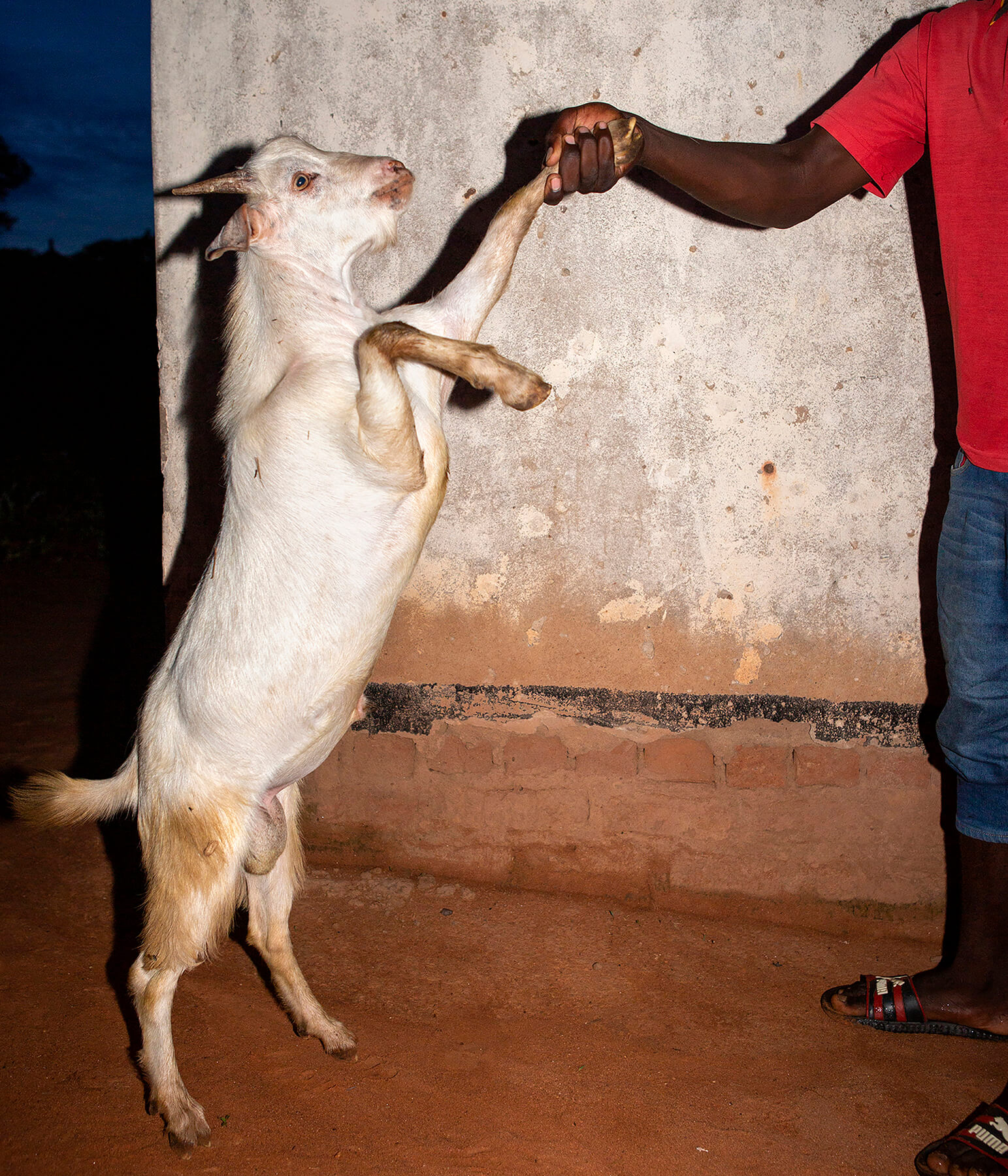 Goat Before Slaughter