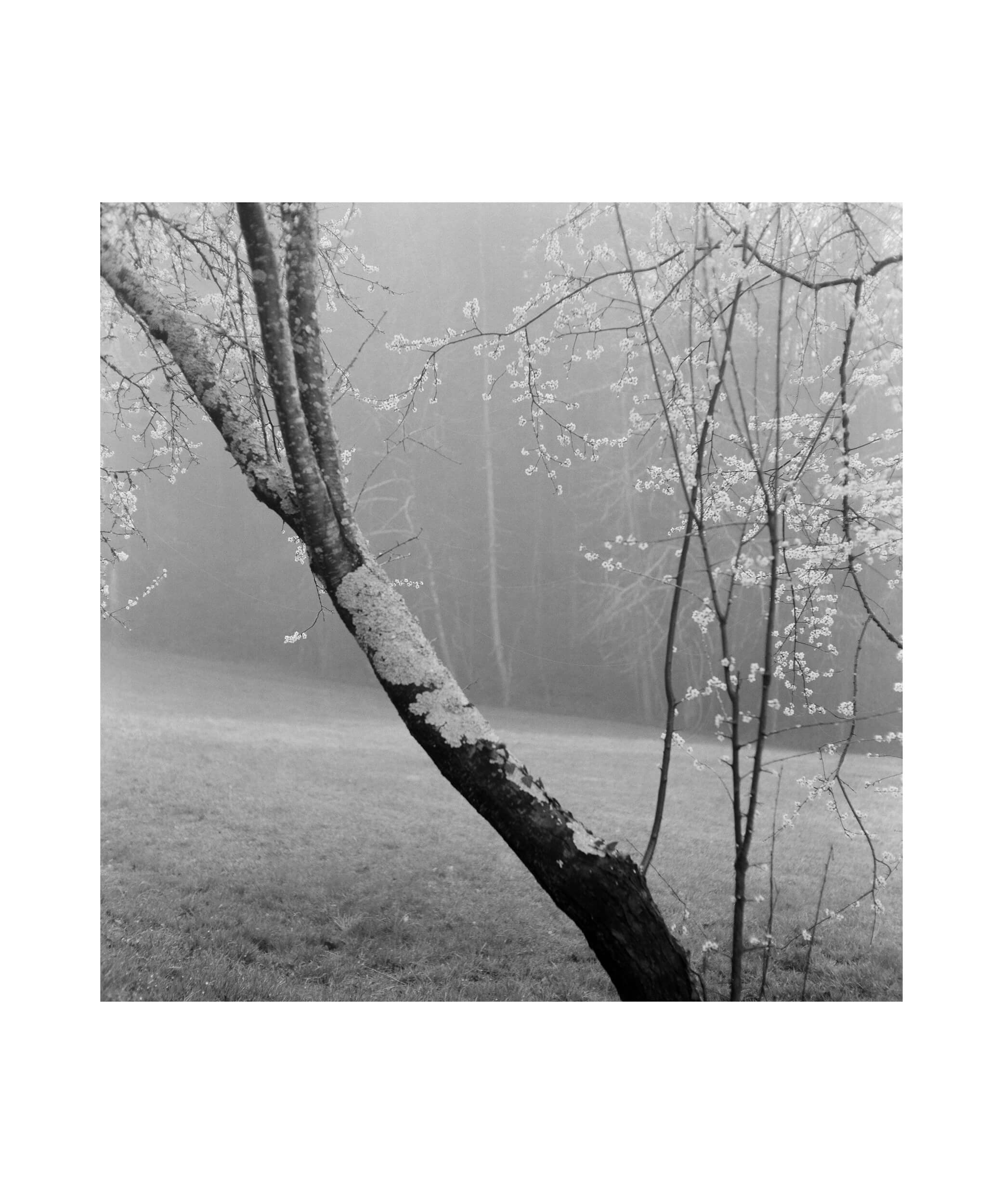 12×10-Marjolein_Martinot-Tree Trunk in the Mist-000021170002