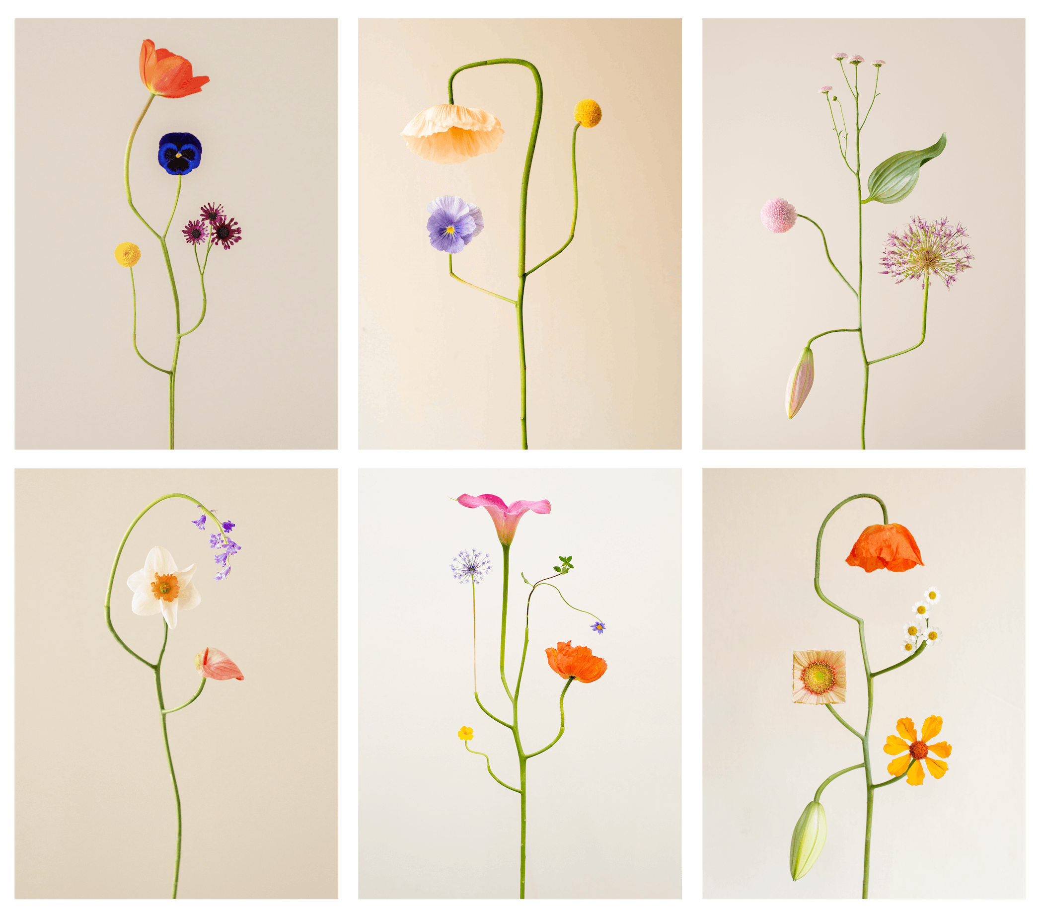 Jennifer Latour | Bound Species [Grid]