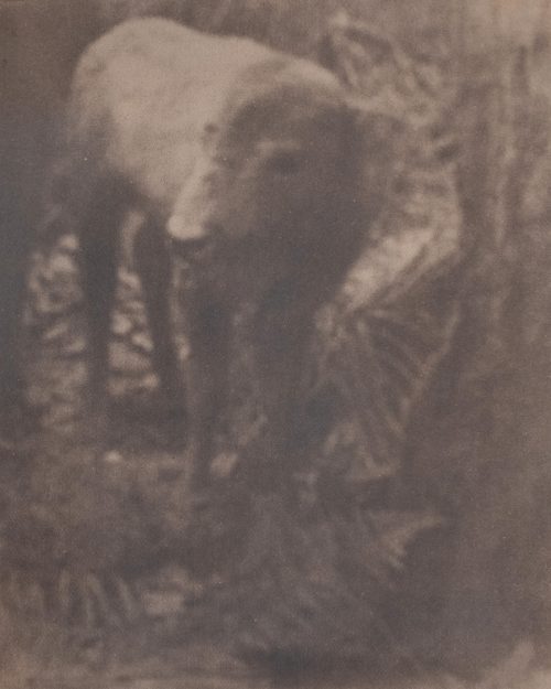 Justus de Rode