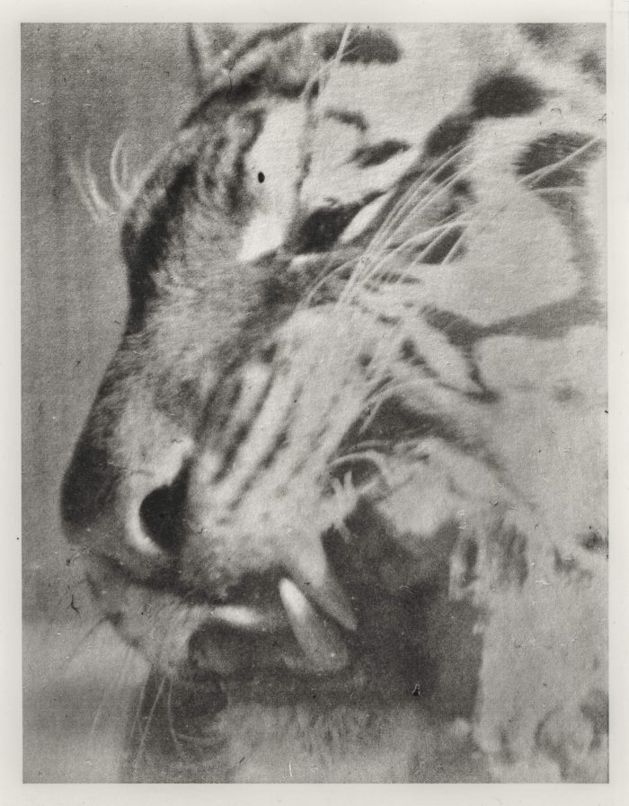 J.A. Young