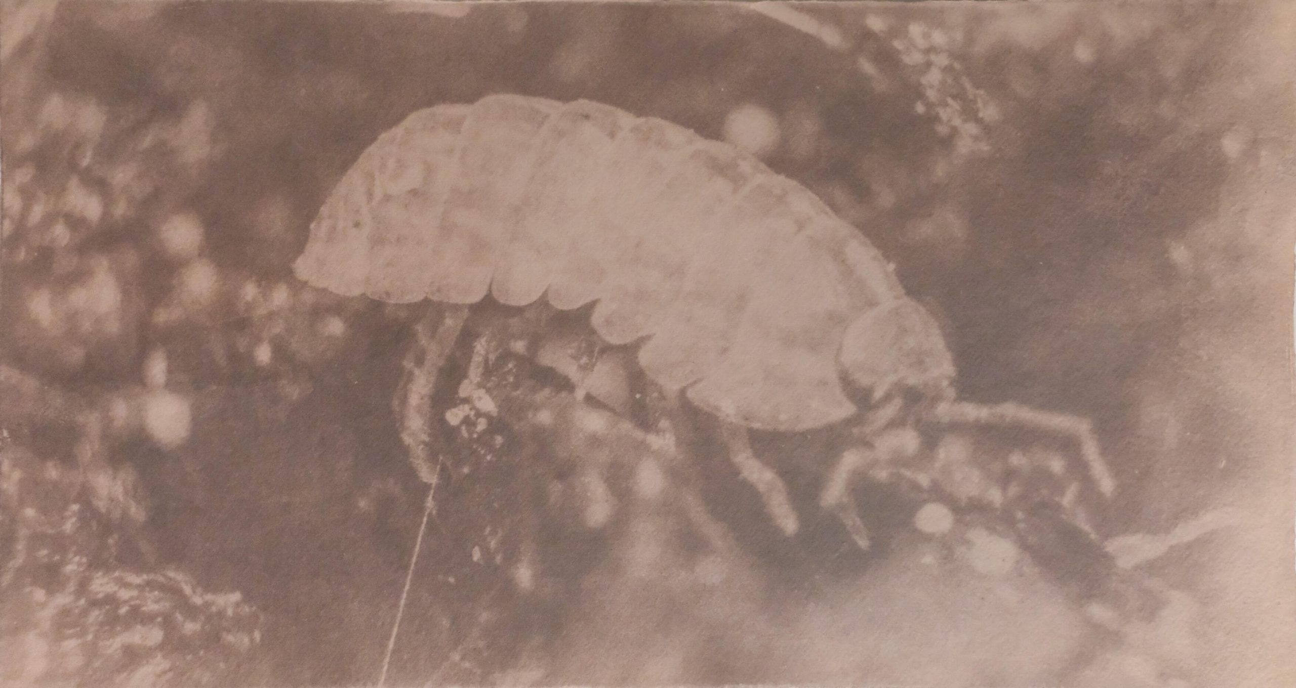 Justus de Rode | Open Doors Gallery