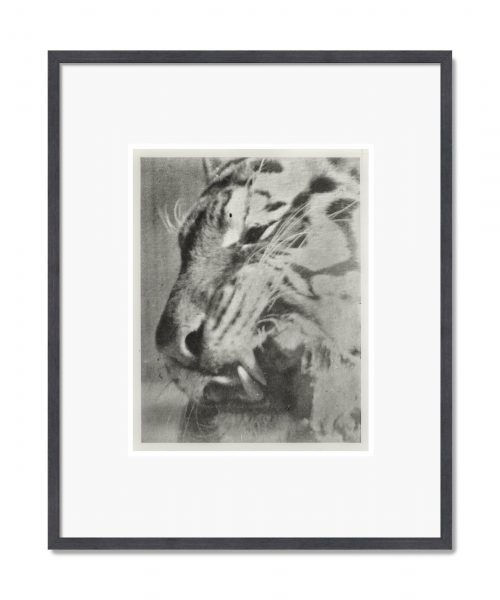 J.A. Young: Angels 78, 2024 - 2025