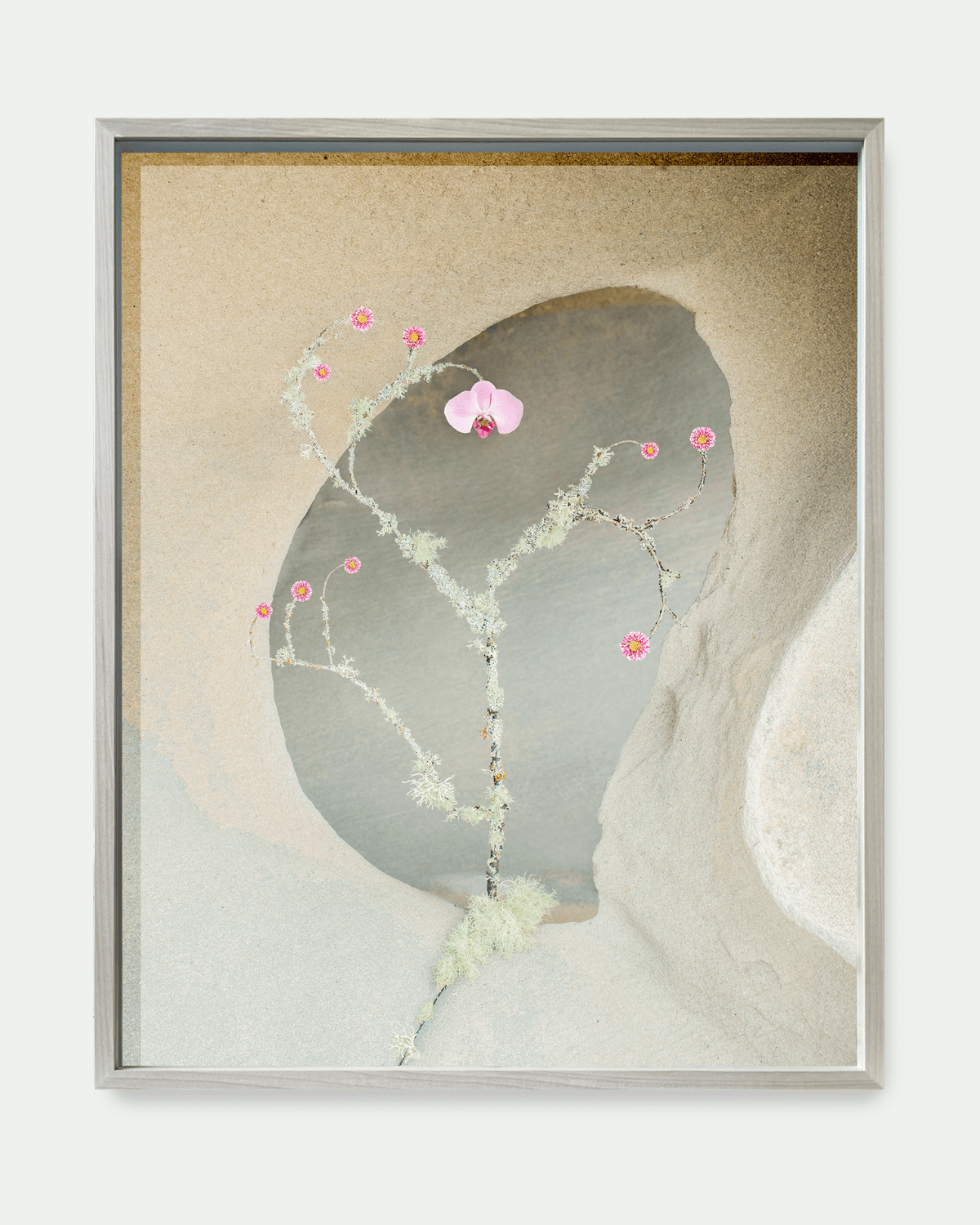 Jennifer Latour: Wild Species no.39, Galiano Island, 2026