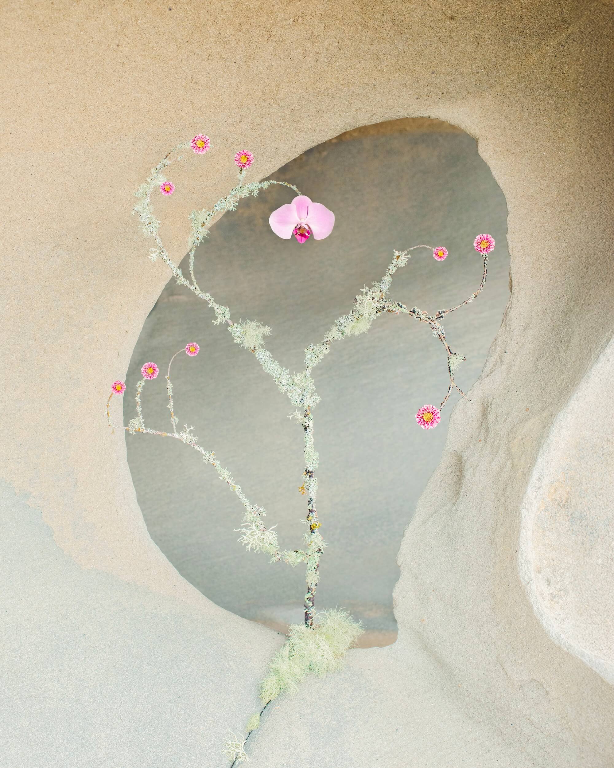 Jennifer Latour: Wild Species no.39, Galiano Island, 2026