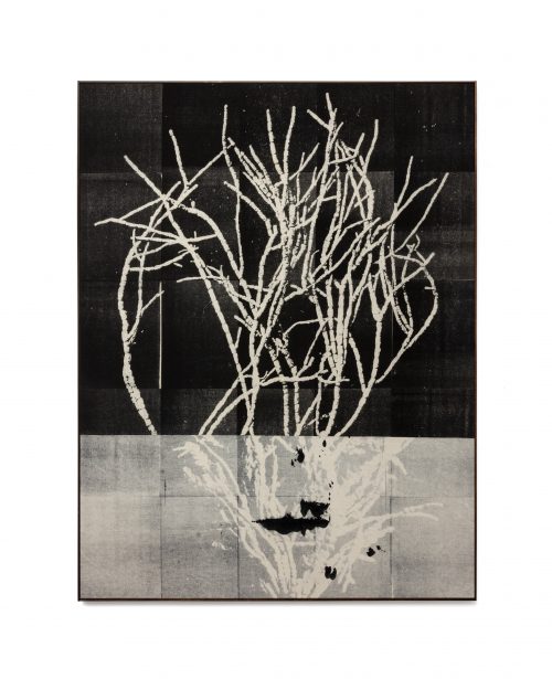 Wysocka / Pogo: Botanical Studies II, 2026