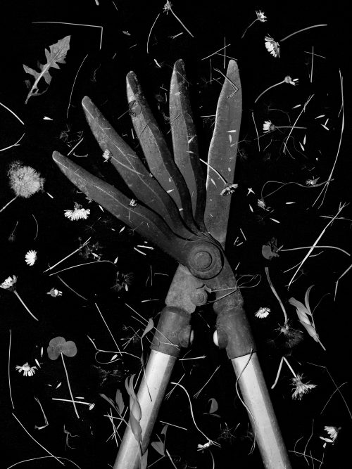 From The Ignorant Gardener | Yurian Quintanas Nobel | Open Doors Gallery