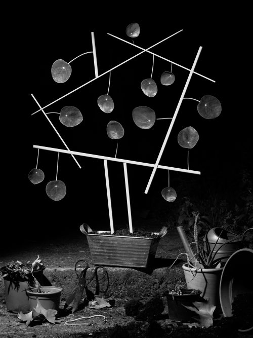 From The Ignorant Gardener | Yurian Quintanas Nobel | Open Doors Gallery