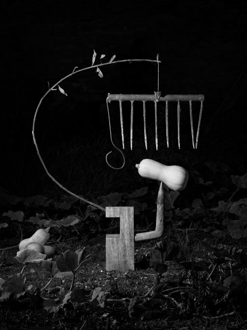From The Ignorant Gardener | Yurian Quintanas Nobel | Open Doors Gallery