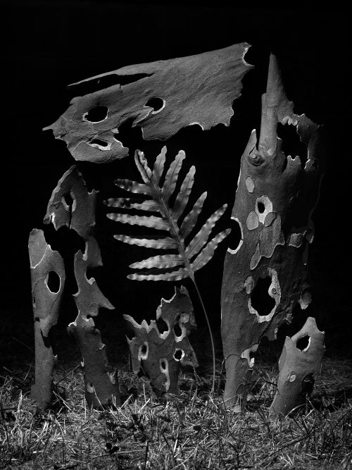 From The Ignorant Gardener | Yurian Quintanas Nobel | Open Doors Gallery