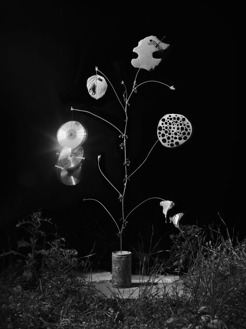 From The Ignorant Gardener | Yurian Quintanas Nobel | Open Doors Gallery