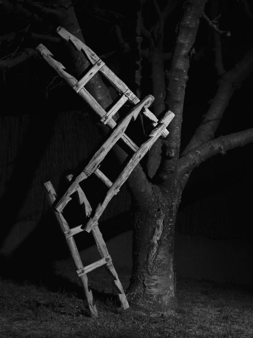 From The Ignorant Gardener | Yurian Quintanas Nobel | Open Doors Gallery