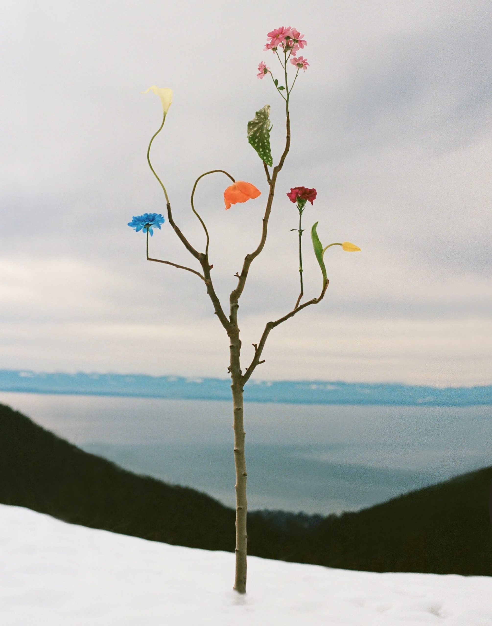 Wild Flower no22, Cypress Mountain, 2023, Jennifer Latour (tiny)